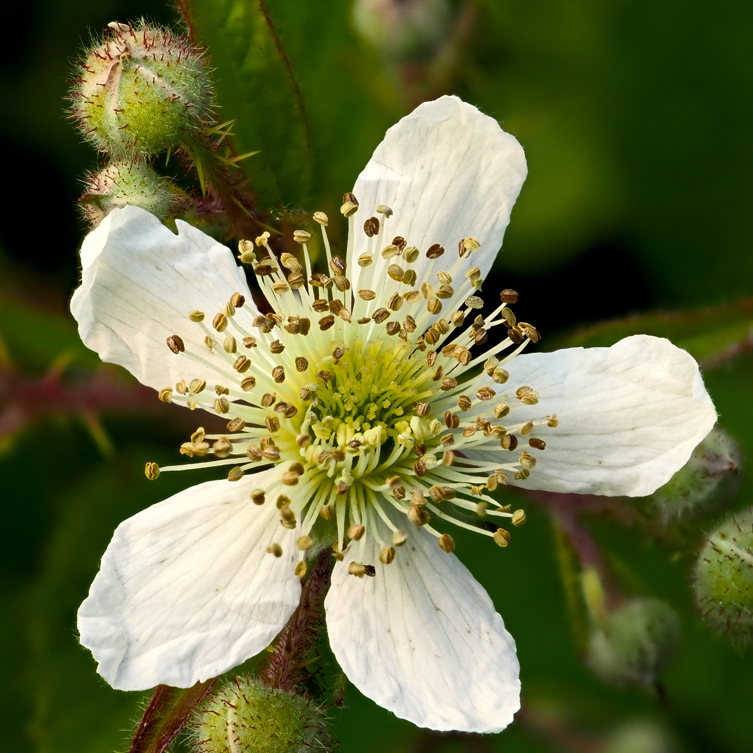 Brombeere