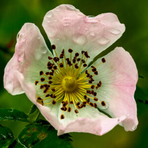 Kleinblütige Rose